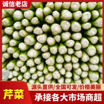 河北邯郸中细颗芹菜大量上市，质量有保障，一条龙服务，欢迎