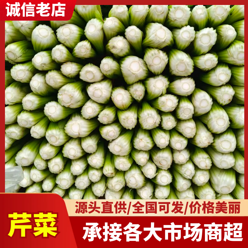 河北邯郸中细颗芹菜大量上市，质量有保障，一条龙服务，欢迎