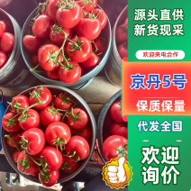 硬粉西红柿精品硬粉西红柿品质保证价格实惠