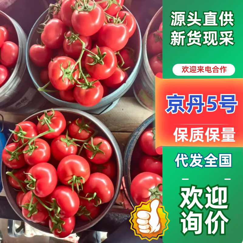 硬粉西红柿精品硬粉西红柿品质保证价格实惠