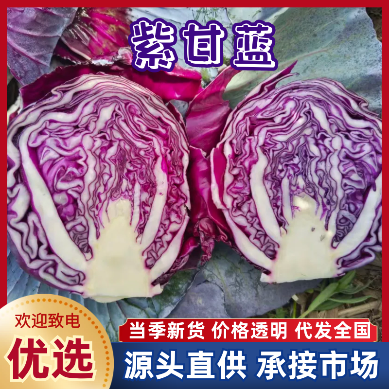 河北紫甘蓝【基地直发】量大从优支持视频看货选货