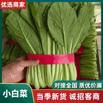河北精品快菜小白菜，一手货源，货源充足，质量有保障，欢迎