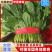 河北精品大叶菠菜，一手货源，货源充足，，欢迎咨询
