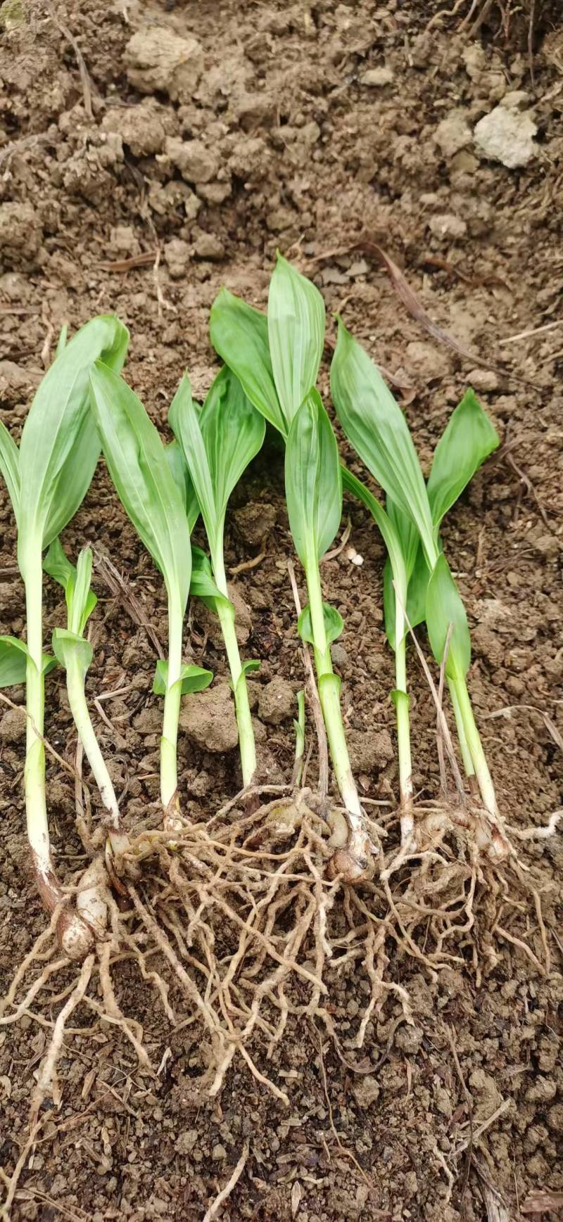 浙江紫花驯化白及苗紫花宽叶苗基地直发量大从优