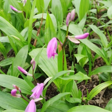 浙江紫花驯化白及苗紫花宽叶苗基地直发量大从优