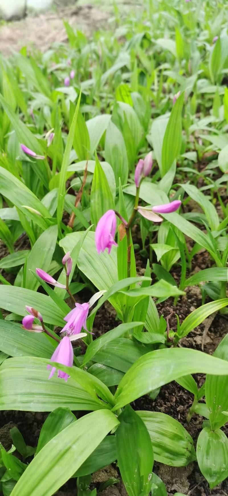 浙江紫花驯化白及苗紫花宽叶苗基地直发量大从优