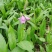 浙江紫花驯化白及苗紫花宽叶苗基地直发量大从优