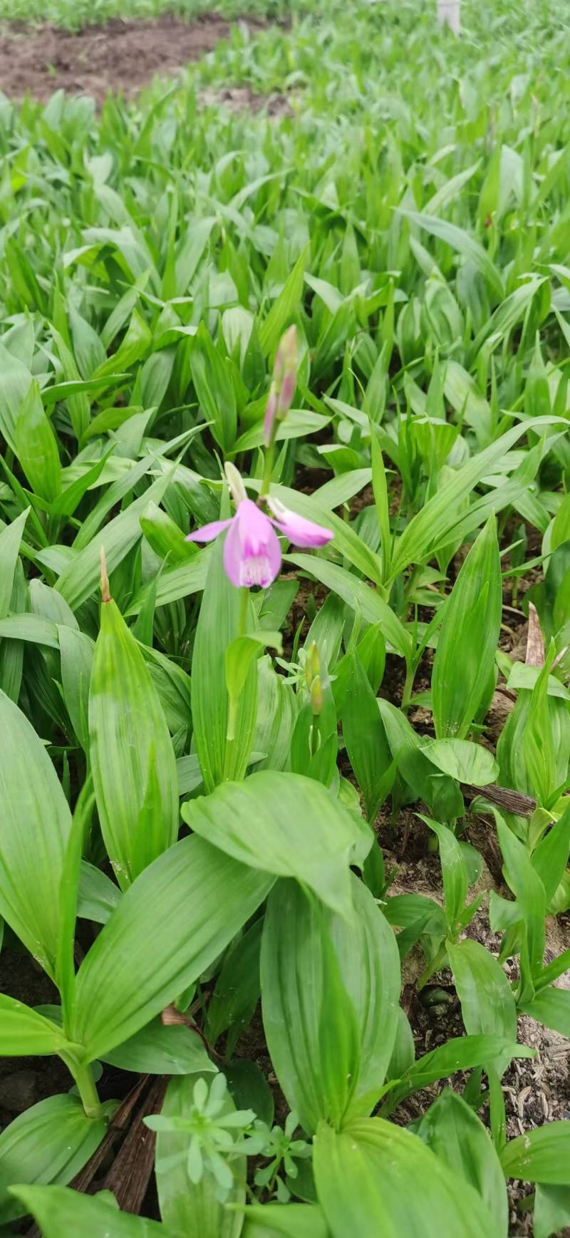 浙江紫花驯化白及苗紫花宽叶苗基地直发量大从优