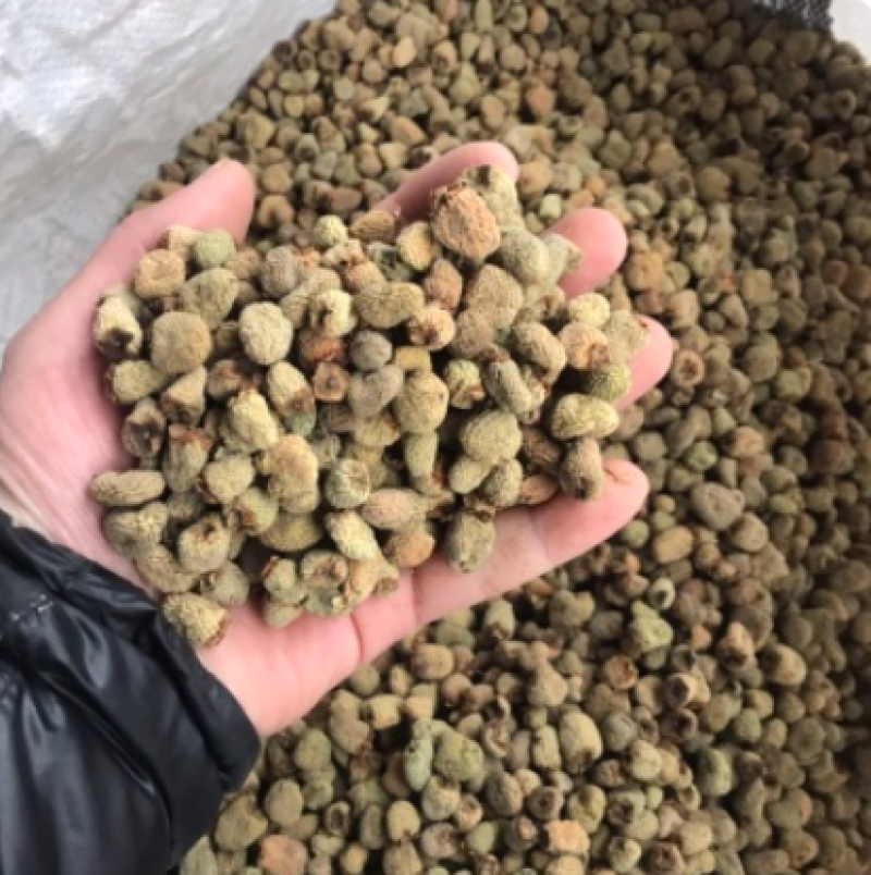 覆盆子正宗浙江掌叶覆盆子产地直供大货供应