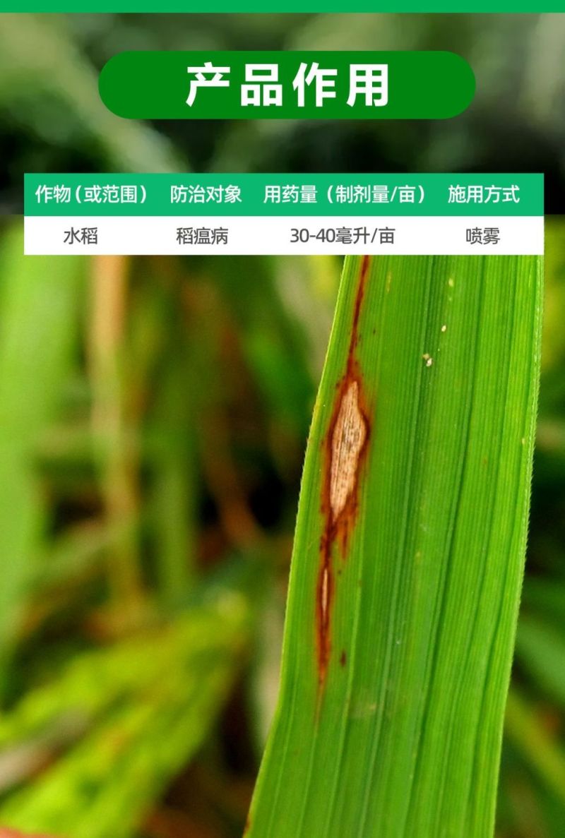 30%肟菌戊唑醇杀菌剂白粉病炭疽病稻曲病叶斑病锈病疫病