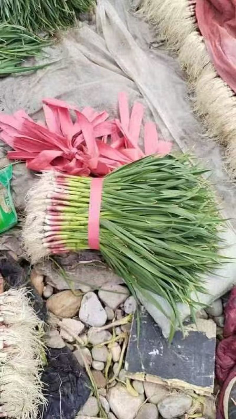 蒜苗河北蒜苗红根蒜苗大蒜苗基地直发欢迎老板联系