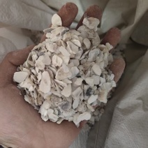 牡蛎