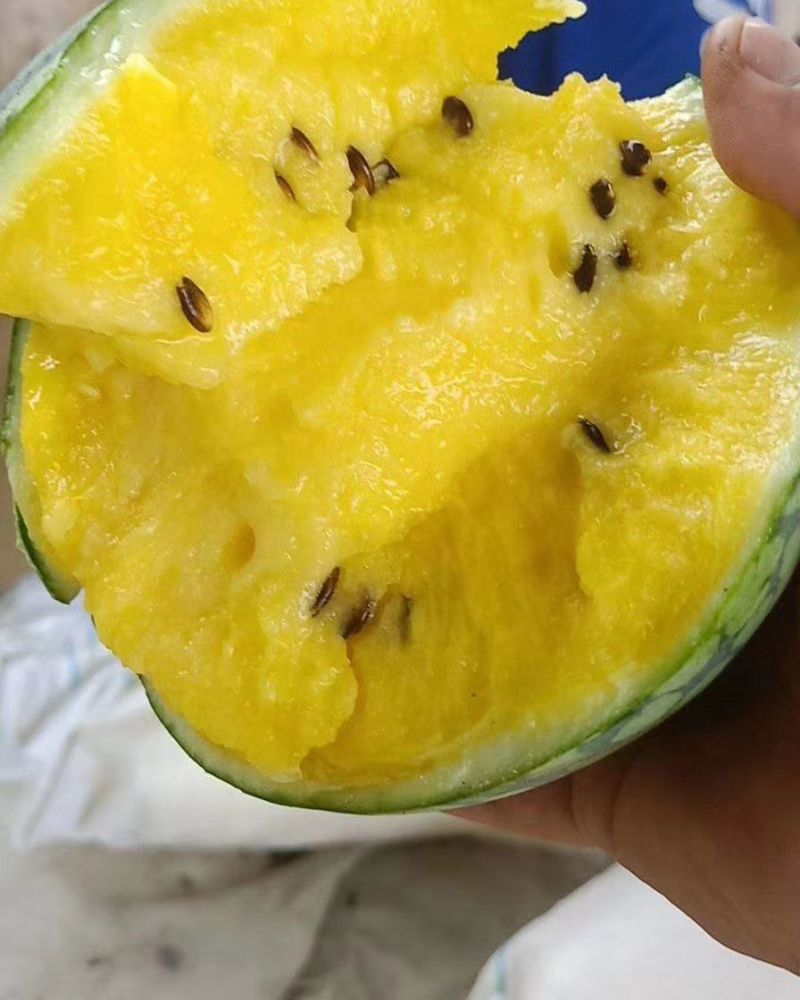 江苏精品特小凤西瓜货源充足产地直发保质保量欢迎采购