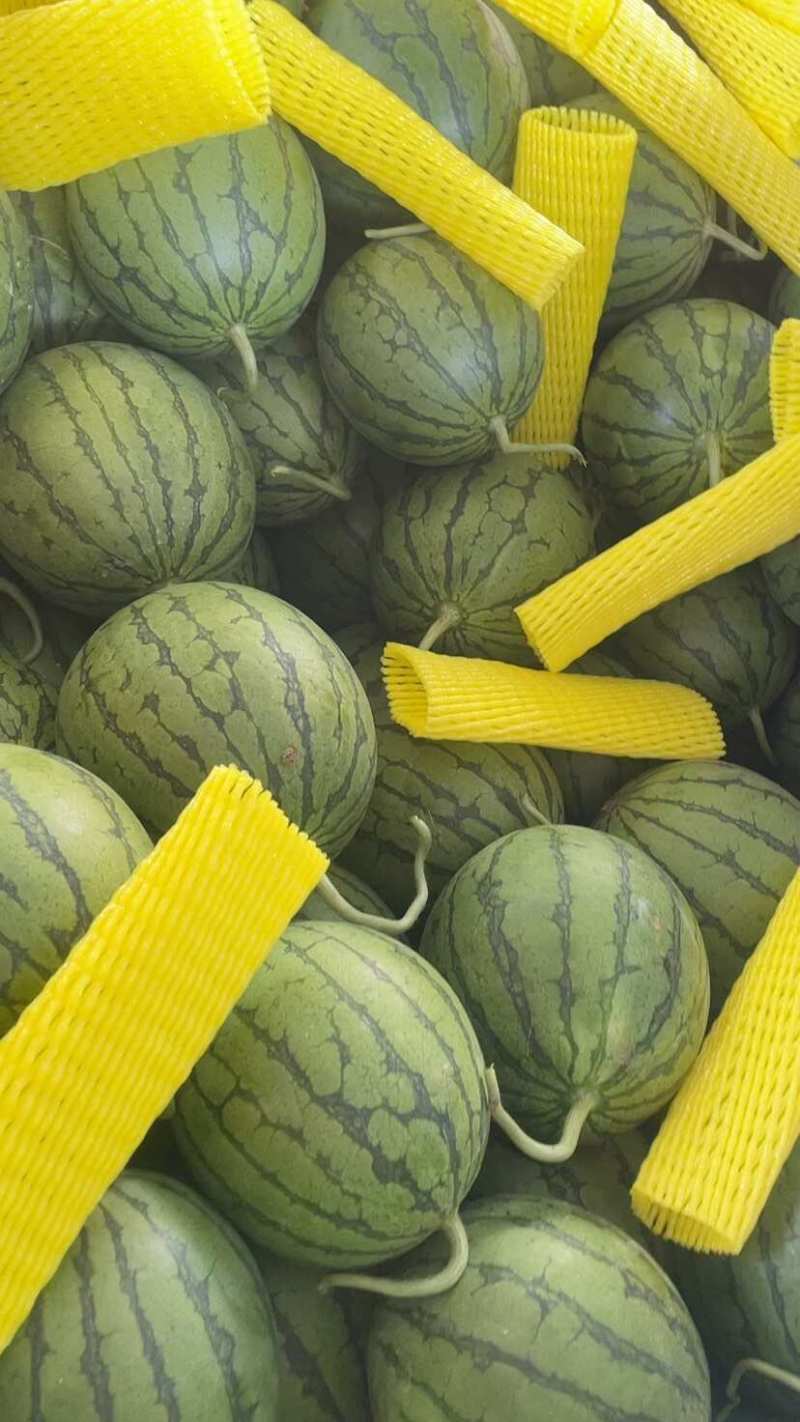 江苏精品特小凤西瓜货源充足产地直发保质保量欢迎采购