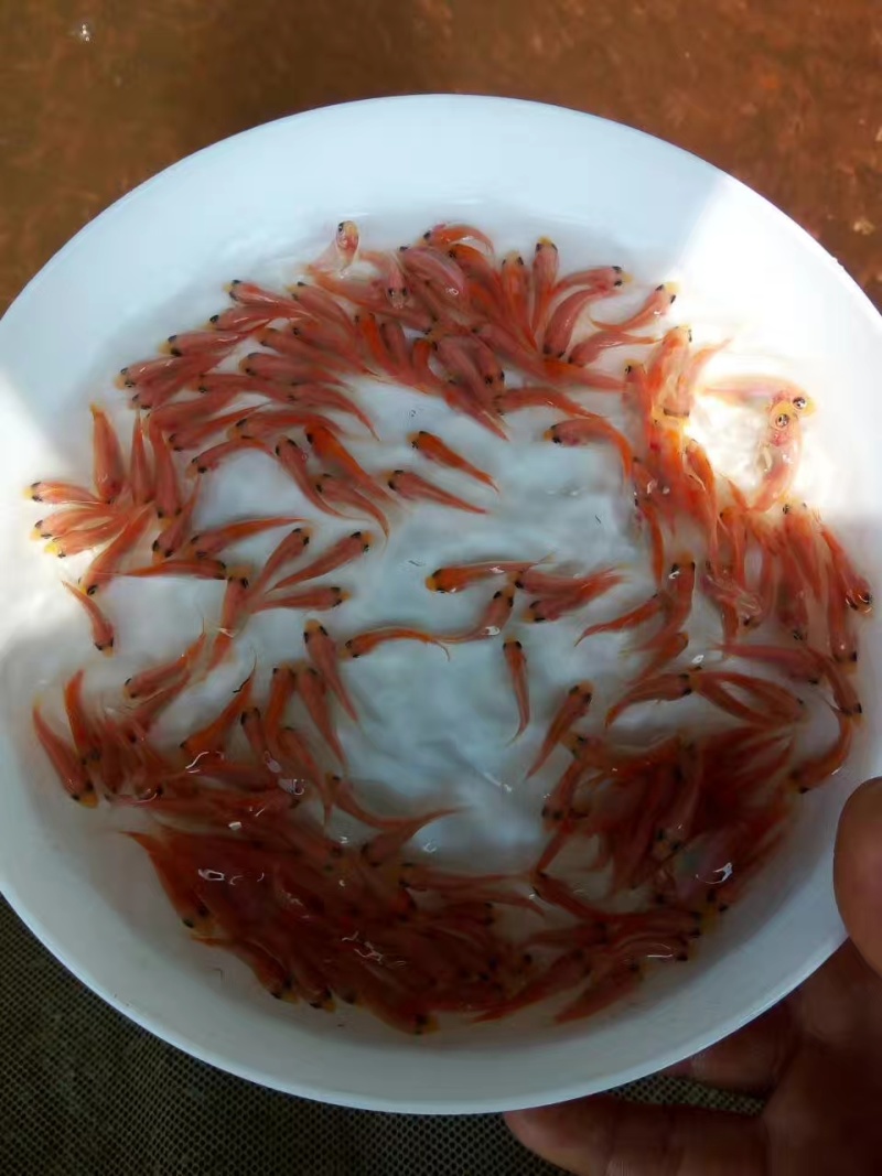 ***养殖场直供鱼苗