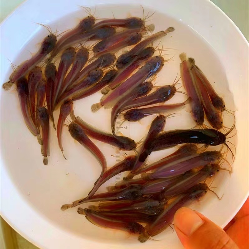 ***养殖场直供鱼苗