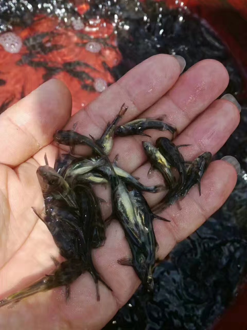 ***养殖场直供鱼苗