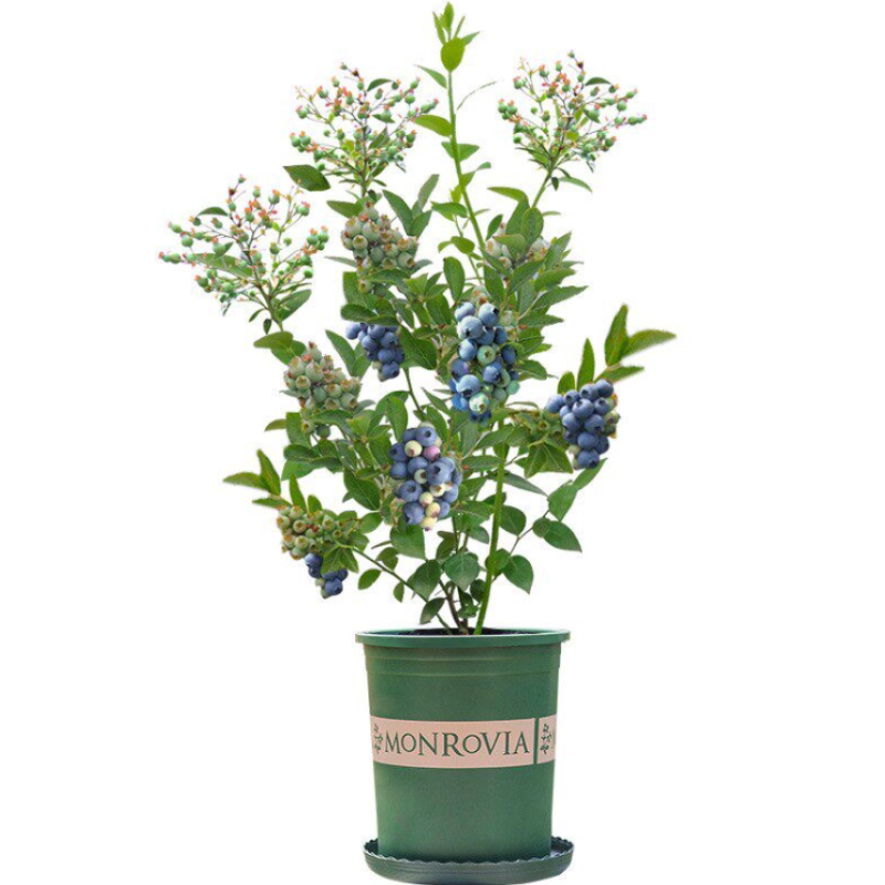 黑珍珠蓝莓苗奥尼尔蓝莓兔眼蓝莓夏普蓝薄雾蓝莓
