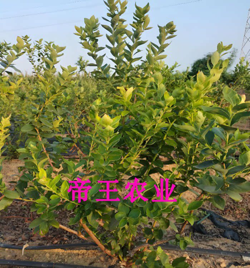 黑珍珠蓝莓苗奥尼尔蓝莓兔眼蓝莓夏普蓝薄雾蓝莓
