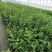 黑珍珠蓝莓苗奥尼尔蓝莓兔眼蓝莓夏普蓝薄雾蓝莓
