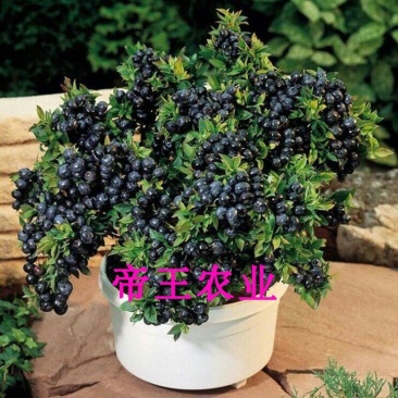 黑珍珠蓝莓苗奥尼尔蓝莓兔眼蓝莓夏普蓝薄雾蓝莓