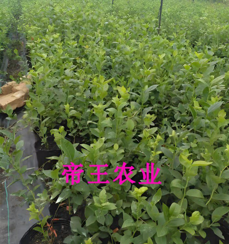 黑珍珠蓝莓苗奥尼尔蓝莓兔眼蓝莓夏普蓝薄雾蓝莓