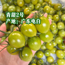 广东电白千禧圣女果青甜二号青口蜜小番茄基地直供