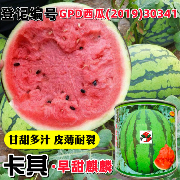 卡其早甜麒麟薄皮耐裂甘甜多汁西瓜种原装正品