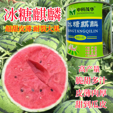 中科茂华冰糖麒麟高产脆甜多汁薄皮原装50克约700粒