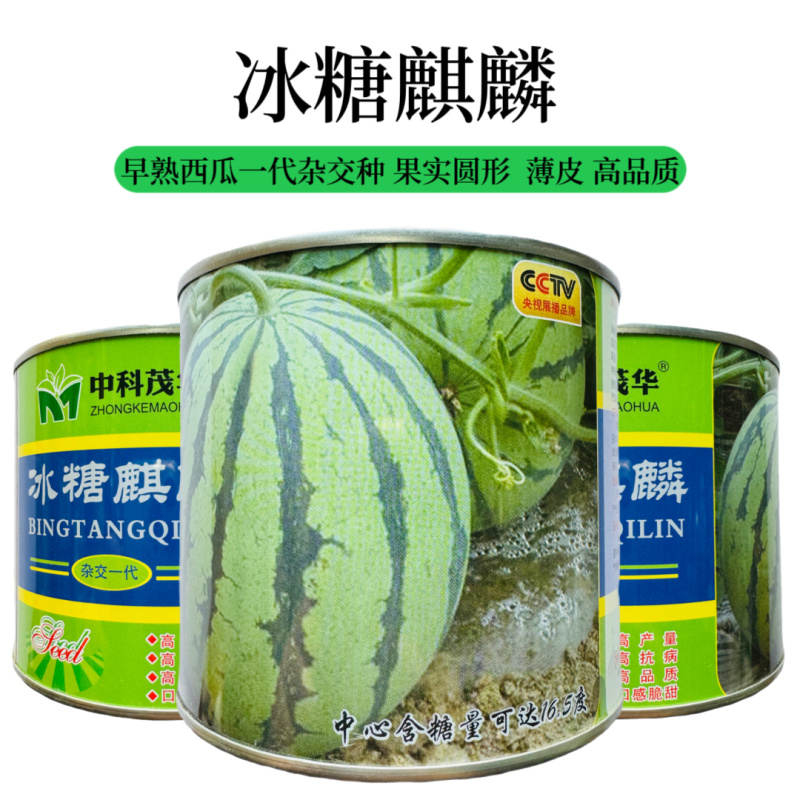 中科茂华冰糖麒麟高产脆甜多汁薄皮原装50克约700粒