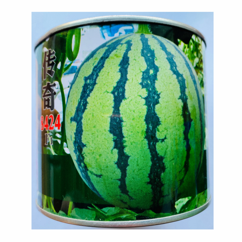 传奇8424皮薄多汁大果丰产西瓜种子