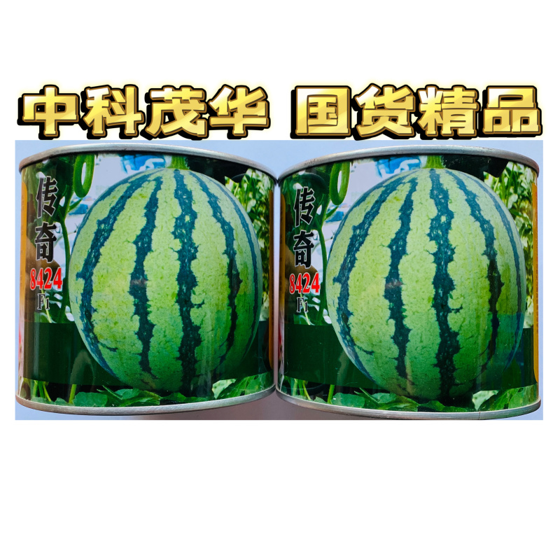 传奇8424皮薄多汁大果丰产西瓜种子