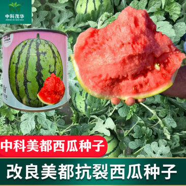 中科茂华中科冰糖麒麟西瓜种子原装50克约700粒
