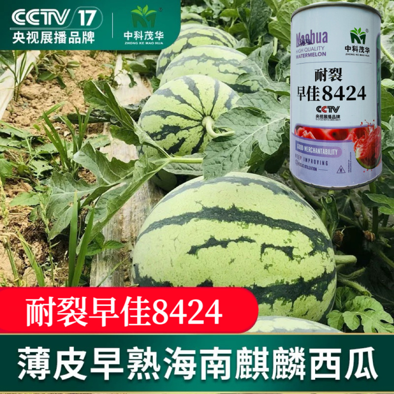 中科茂华耐裂8424西瓜种子原装50克700粒