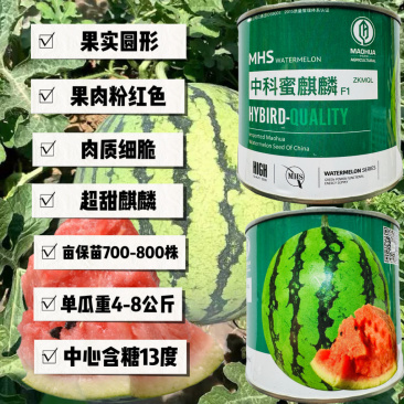 中科茂华中科蜜麒麟西瓜种子原装50克约700粒