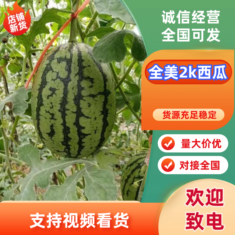 山东潍坊寒亭全美2k小吊瓜，小糖丸，货源充足，保熟保甜