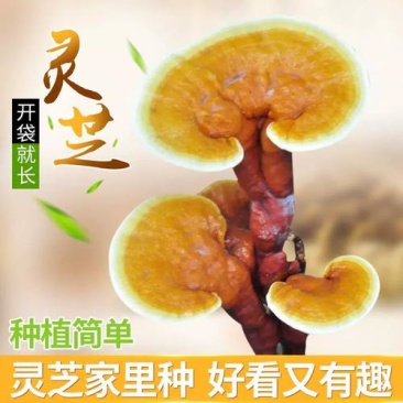 【牛商优选】灵芝菌棒灵芝栽培种食药用菌菌包菌种纯正
