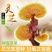 【牛商优选】灵芝菌棒灵芝栽培种食药用菌菌包菌种纯正