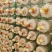 【牛商优选】灵芝菌棒灵芝栽培种食药用菌菌包菌种纯正