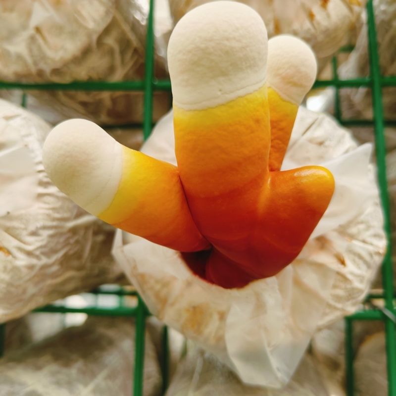 【牛商优选】灵芝菌棒灵芝栽培种食药用菌菌包菌种纯正
