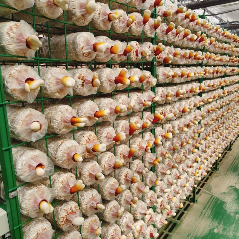 【牛商优选】灵芝菌棒灵芝栽培种食药用菌菌包菌种纯正