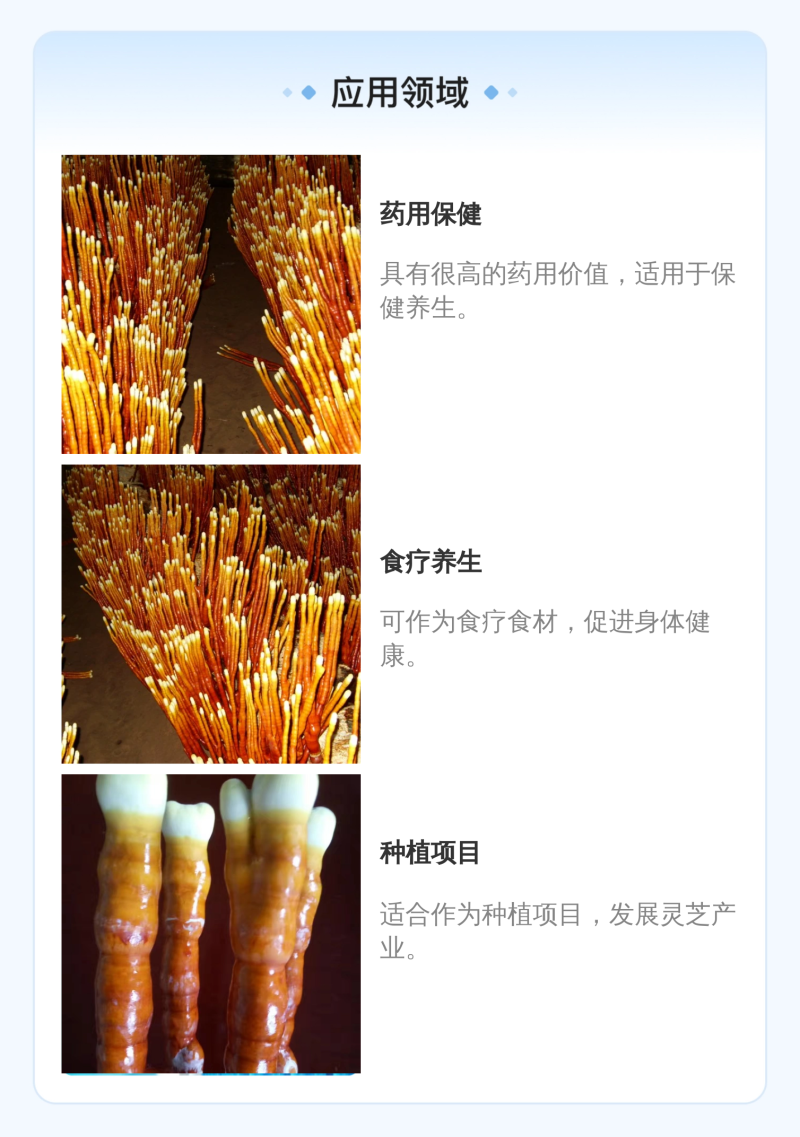【牛商优选】灵芝菌棒灵芝栽培种食药用菌菌包菌种纯正