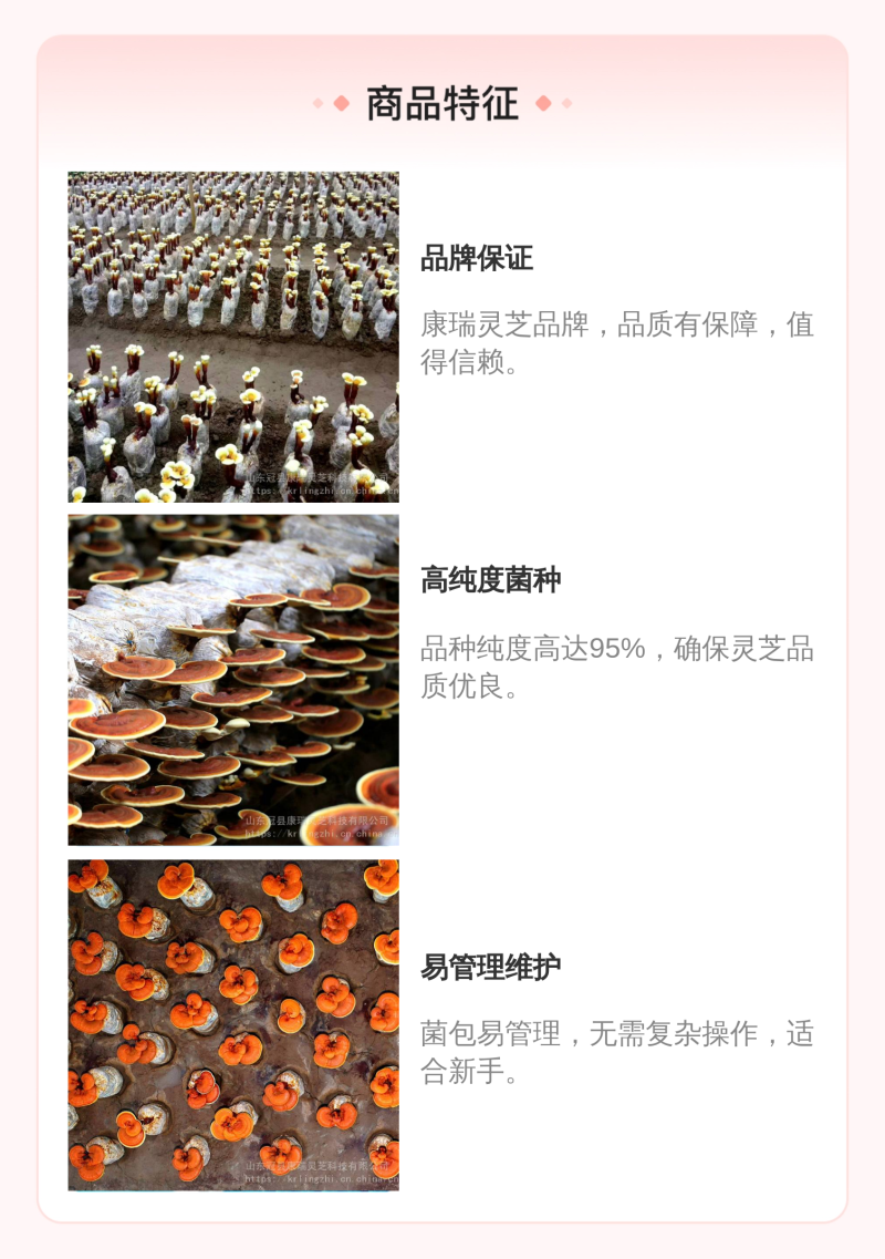 【牛商优选】灵芝菌棒灵芝栽培种食药用菌菌包菌种纯正