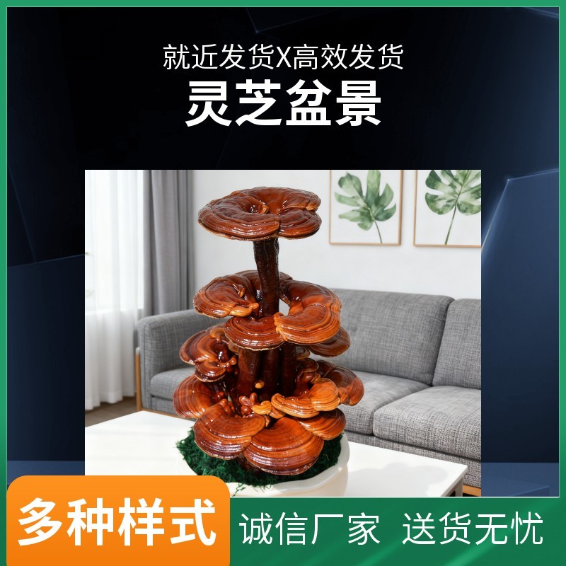 【牛商优选】灵芝盆景厂家批发灵芝盆景灵芝盆栽菌种苗
