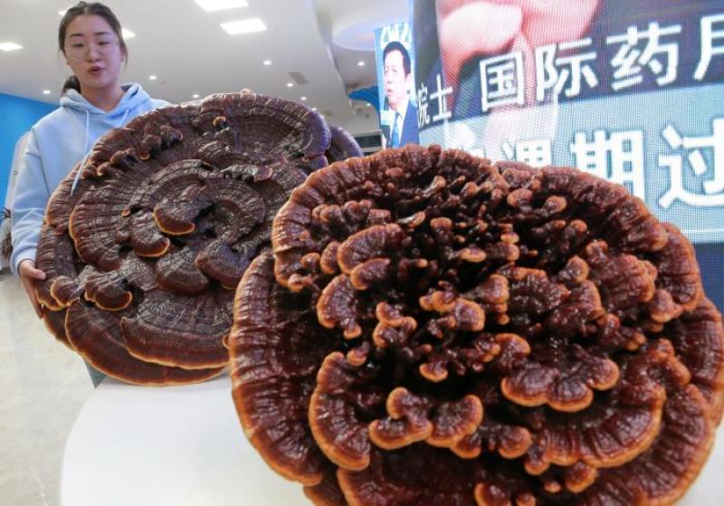 【牛商优选】灵芝盆景厂家批发灵芝盆景灵芝盆栽菌种苗