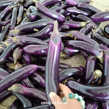 云南茄子精品红茄基地一手货源全国发货对接全国市场