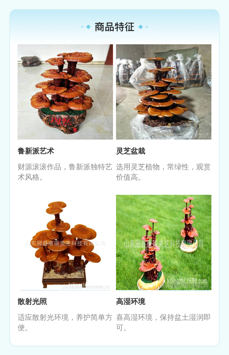 【牛商优选】灵芝盆景厂家批发灵芝盆景灵芝盆栽菌种苗