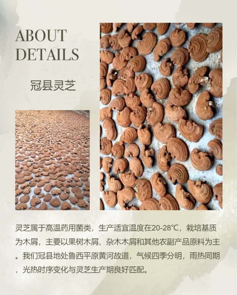 【牛商优选】山东灵芝产地批发切片灵芝赤芝源头厂家