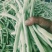 山东白不老芸豆基地一手货源对接电商市场商超可视频
