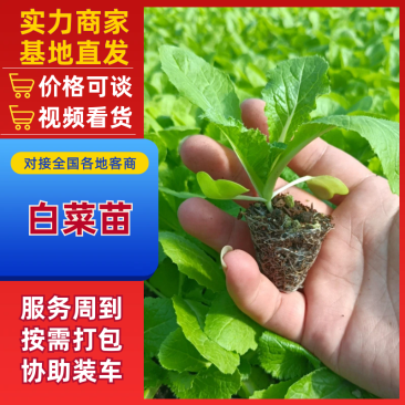 精品白菜苗，厂家直供，基质育苗，无病虫害，现苗直发。